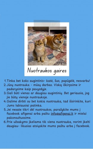 Džemperis su Jūsų augintinio nuotrauka